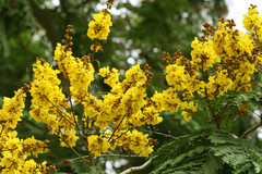 Peltophorum pterocarpum